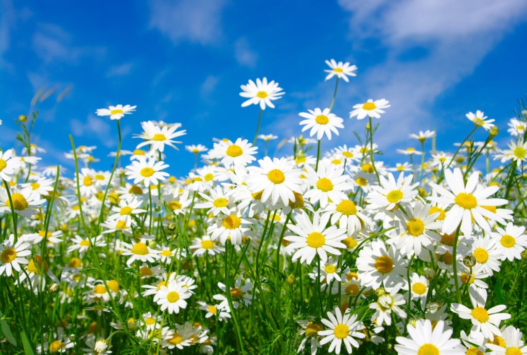 Daisies and blue sky